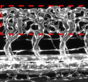 Nervenzellen modulieren Wachstum von Blutgefäßen