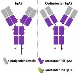 IgA-Antikörper in der Tumortherapie einsetzen