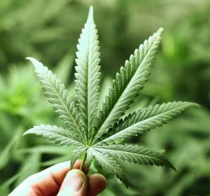 Zweifel an der Wirksamkeit von Cannabis gegen Krebs