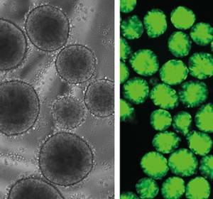 Chromatin-öffnende Elemente erlauben Tetrazyklin-induzierbare Genexpression in Stammzellen