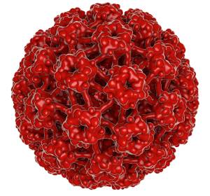 Frauenärzte rufen dringend zur HPV-Impfung auf