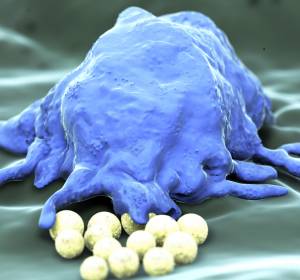 Diagnostik: Visualisierung von Makrophagen durch Purpurbakterien 