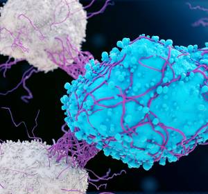 Neue immunologische Konzepte gegen Krebs