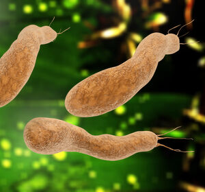 Helicobacter pylori: Bislang unbekannter Mechanismus identifiziert