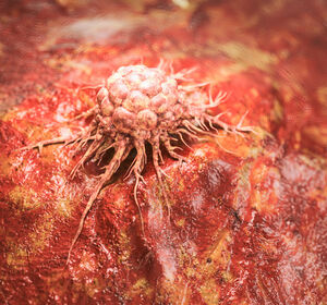 Umwandlung von Blutgefäßen fördert das Tumorwachstum
