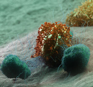 STING-Agonismus: Gesteigerte antitumorale Wirksamkeit durch Nanopartikel