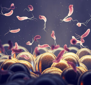 GvHD: Zusammensetzung des Darmmikrobioms beeinflusst das Risiko