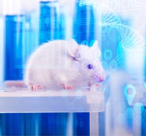 NK-Zell-Leukämien: Verbesserte Forschung durch neues Mausmodell