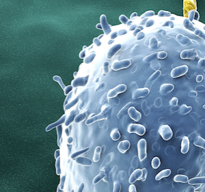 Porenbildung des Proteins Gasdermin D löst Apoptose infizierter Immunzellen aus