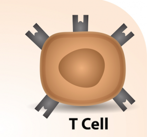 Epitope erkennbar machen und so Rezidiv nach T-Zellrezeptor-Gentherapie verhindern