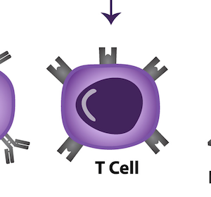 ATLL: Prätransplantation von CCR4-Inhibitor Mogamulizumab vor allo-HSCT nicht empfehlenswert