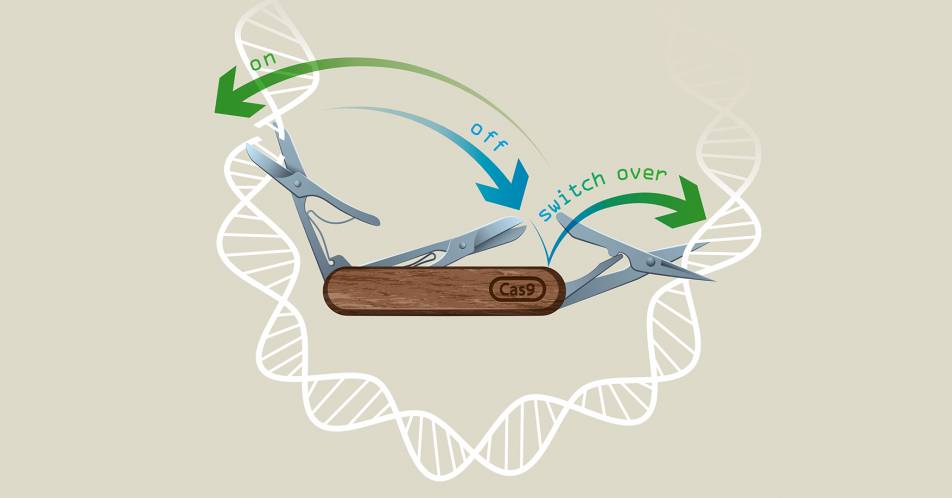 CRISPR-Switch: Gene in definierter zeitlicher Reihenfolge ausschalten
