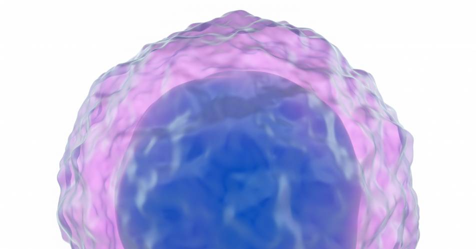 Therapievielfalt bei malignen B-Zell-Lymphomen: Kombinationsstudien mit Obinutuzumab verbessern Aussichten