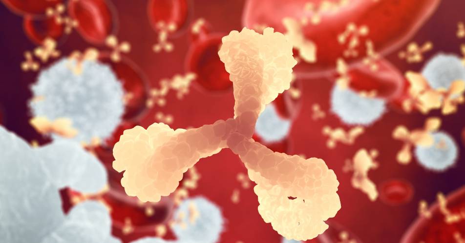 Verbesserung der Krebs-Immuntherapie durch Antikörper-Kombination