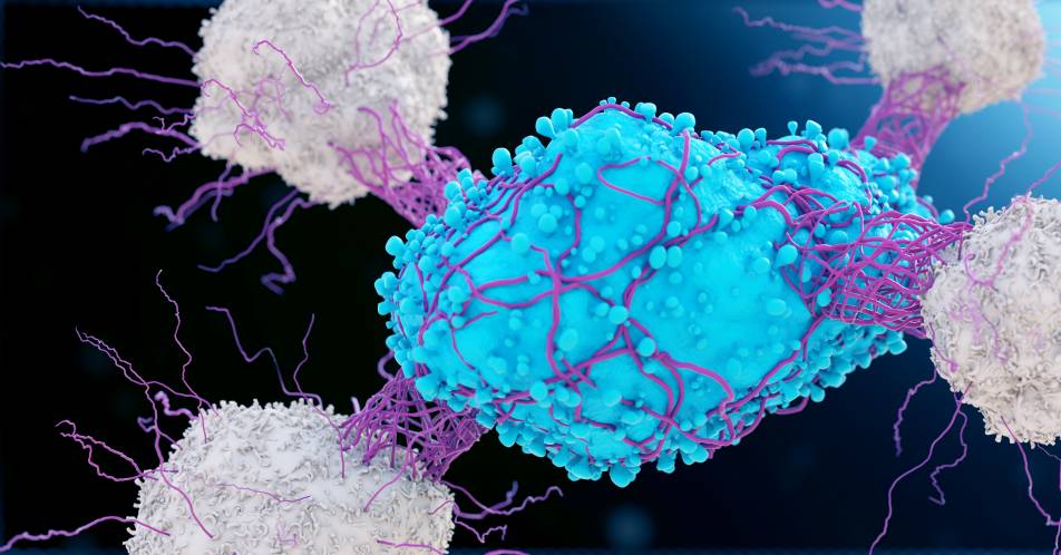 Programmierter Zelltod: Genetiker entdecken zellulären Schutzmechanismus gegen Krebserkrankungen