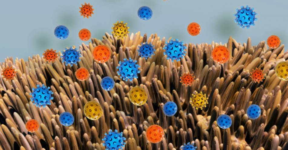 Vorläufer-B-Zell-ALL: Darm-Mikrobiom kann Einfluss auf die Krankheitsentstehung haben