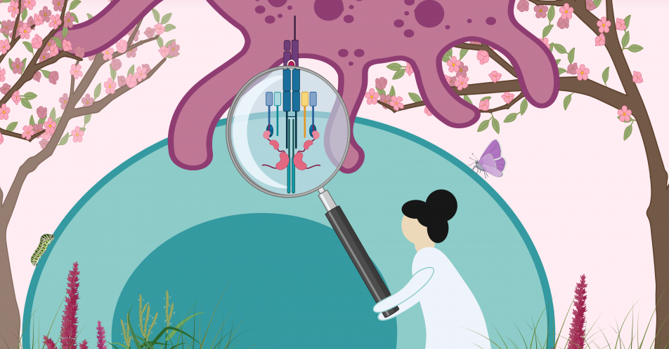 CAR-T-Zellen: Forschende finden fehlendes Bindeglied in der Immunantwort