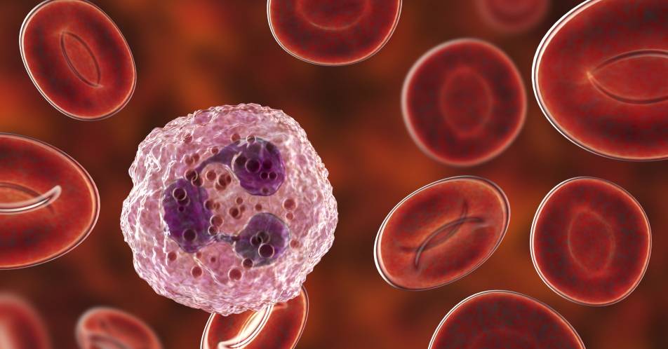 Erste europaweite Studie zu myeloiden regulatorischen Immunzellen