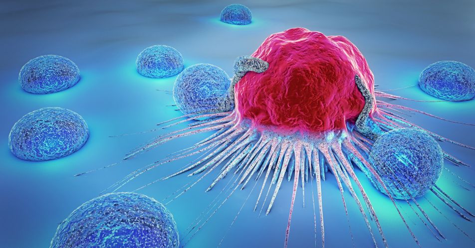 Räumliche Verteilung von Lymphozyten und Fibroblasten zeigt biologisch relevante Muster bei ER+ Brustkrebs