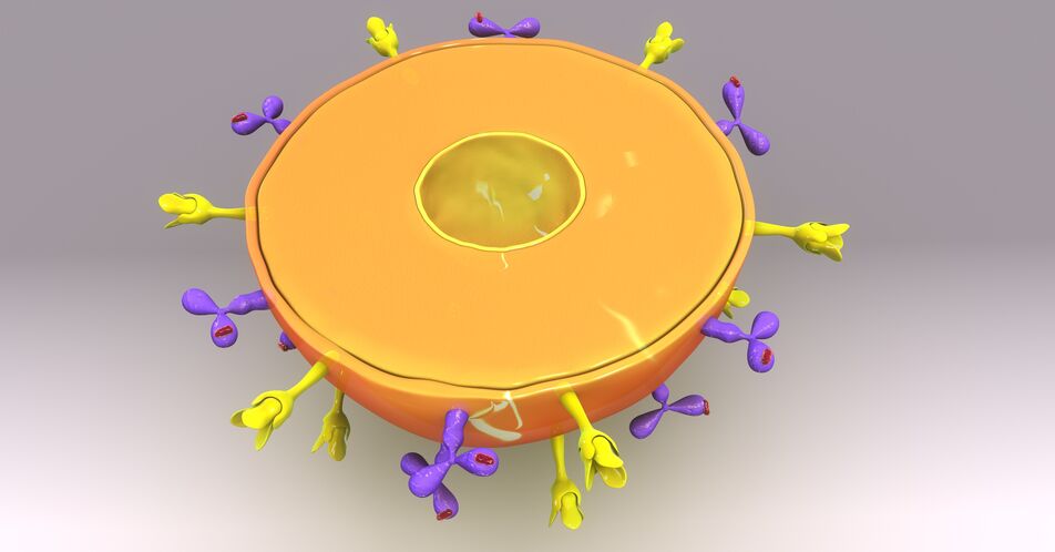 Neu entdecktes Lipid stoppt den Zelltod