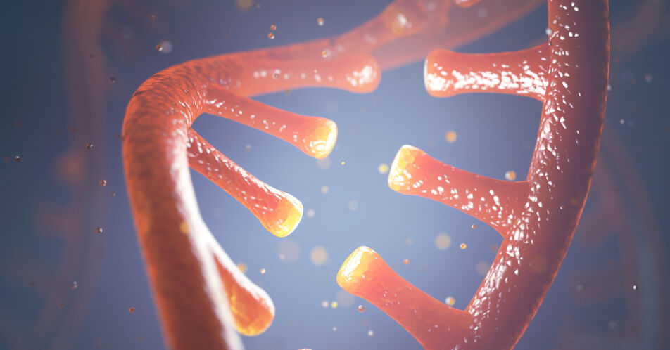 DNA-Reparatur: Neuer Ansatzpunkt für Krebstherapien entdeckt