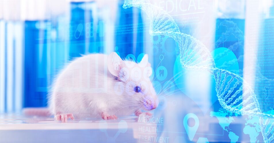 NK-Zell-Leukämien: Verbesserte Forschung durch neues Mausmodell