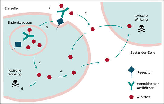 Abb. 2: Internalisierung und Wirkung von ADCs. a) Bindung an Zielantigen, b) Aufnahme in lysosomales/endosomales Kompartiment mit Freisetzung des Wirkstoffs, c) Diffusion des Wirkstoffs zu Wirkort wie DNA oder Mikrotubuli, d) toxische Wirkung, e) Wirkstofffreisetzung aus zerstörten Zellen und Bystander-Effekt auf umliegende Zellen, f) extrazelluläre Freisetzung des Wirkstoffs und Diffusion in Nachbarzellen (mod. nach (3)).