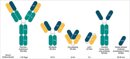 Abb. 1: Von Full-size-Antikörpern bis Nanobodies. Typisch für alle Konstrukte ist die Domänenstruktur (mod. nach (4)).