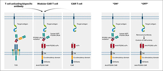 Abb. 1: Modulare anti-P329G Adapter-CAR-T-Zellen (mod. nach (2)).